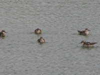 Phalaropes?